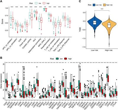 Mitochondrial Homeostasis–Related lncRNAs are Potential Biomarkers for Predicting Prognosis and Immune Response in Lung Adenocarcinoma